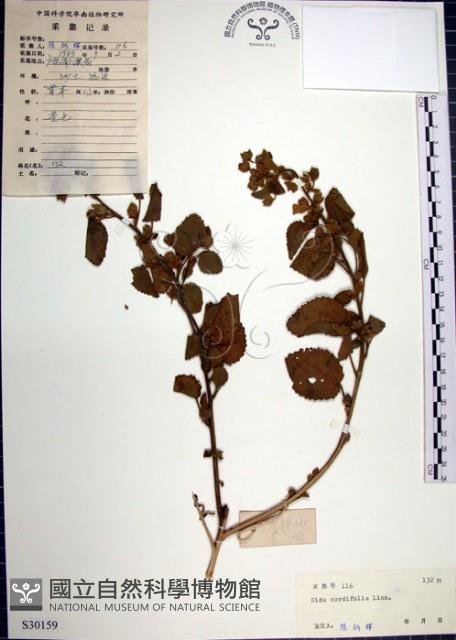 圓葉金午時花藏品圖，第1張