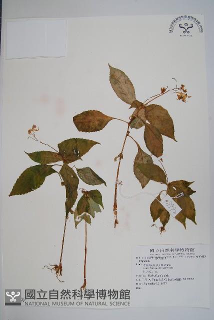 登錄號:S080159藏品圖，第1張