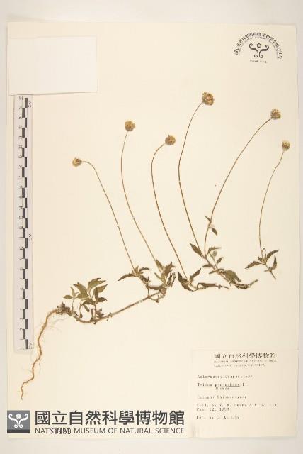 長柄菊藏品圖，第1張