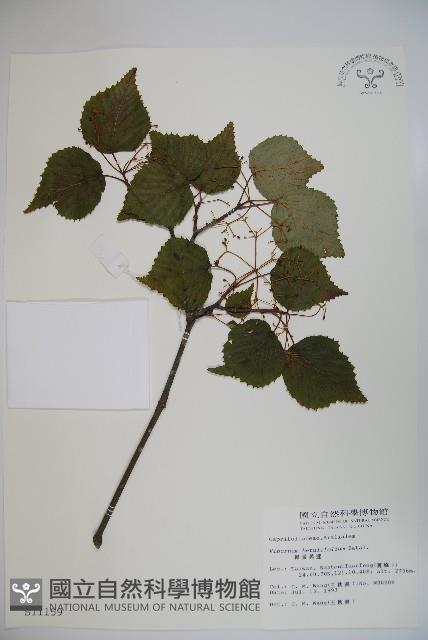 樺葉莢迷、玉山莢迷藏品圖，第1張