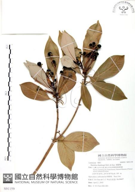 豬腳楠藏品圖，第1張