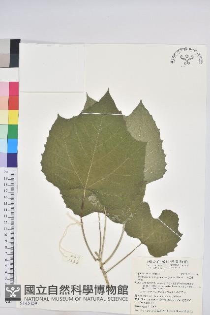 蟲屎藏品圖，第1張