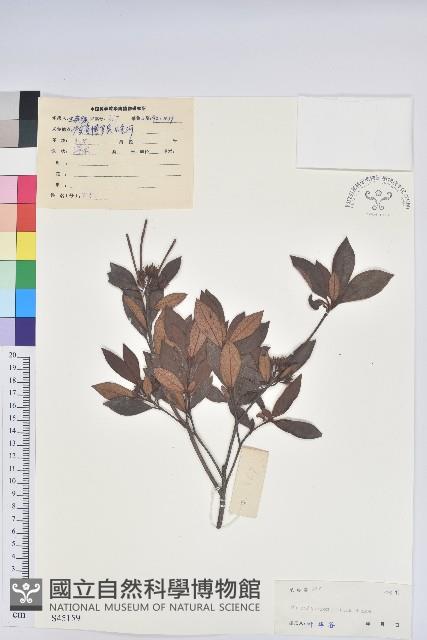 嶺南杜鵑藏品圖，第1張