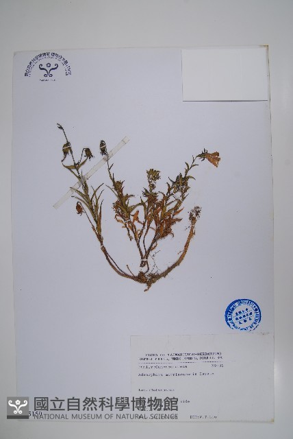 玉山沙參藏品圖，第1張