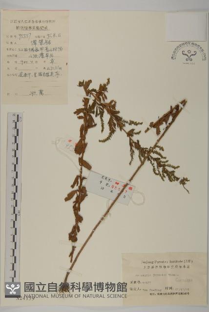 牡蒿藏品圖，第1張