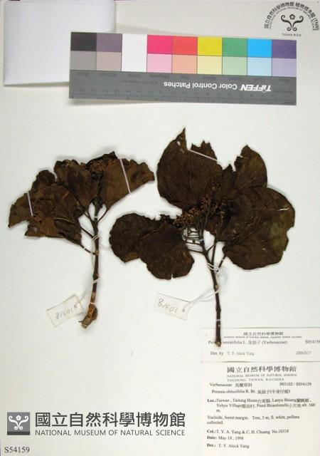 臭娘子藏品圖，第1張