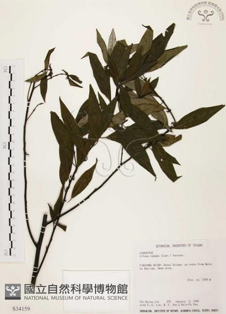 山胡椒藏品圖，第1張