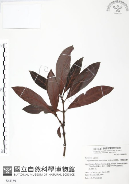 九節木、牛屎烏、青龍吐霧藏品圖，第1張