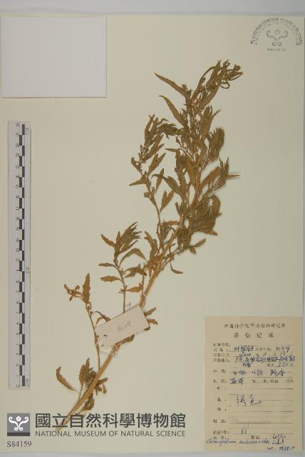 臭杏、土荊芥藏品圖，第1張