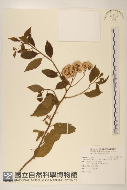 小舌菊、蔓綿菜藏品圖，第1張