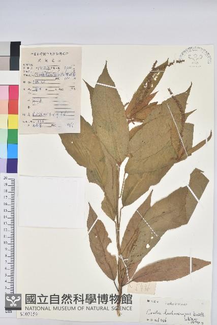 毛果巴豆藏品圖，第1張