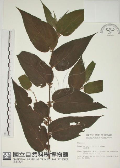 山黃麻藏品圖，第1張