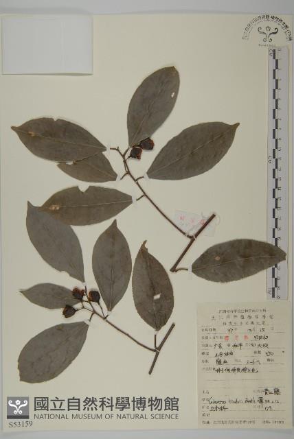 南華南蛇藤，青江藤藏品圖，第1張