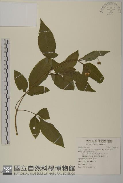大花咸豐草藏品圖，第1張