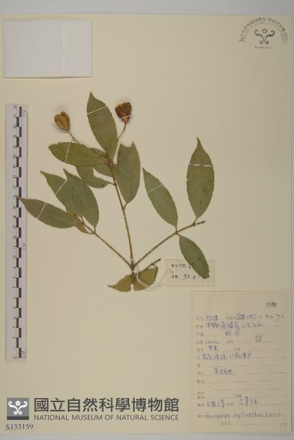 大果衛矛藏品圖，第1張