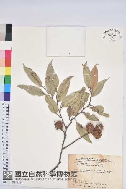 星刺栲、短刺錐粟藏品圖，第1張