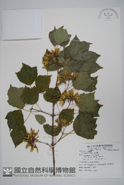 金江槭藏品圖，第1張