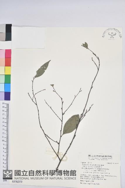 長尾栲、長尾柯、長尾尖葉櫧藏品圖，第1張