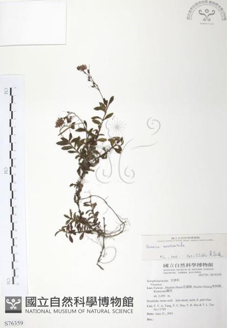 玉山水苦賈藏品圖，第1張