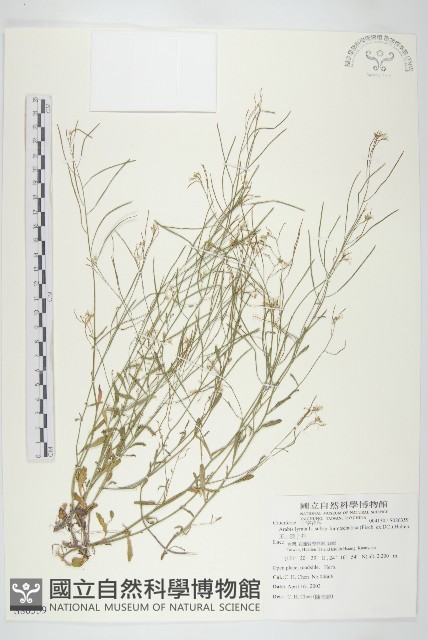 玉山筷子芥藏品圖，第1張