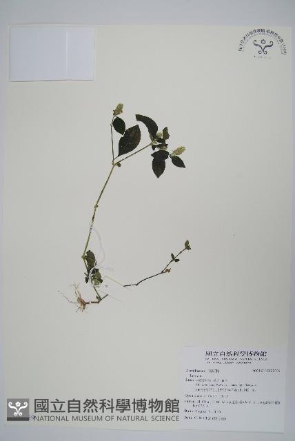 登錄號:S122359藏品圖，第1張