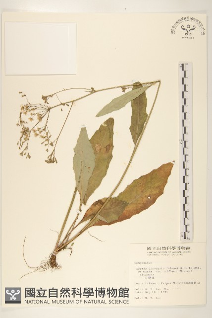 刀傷草藏品圖，第1張