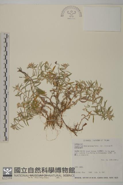 玉山抱莖籟簫藏品圖，第1張