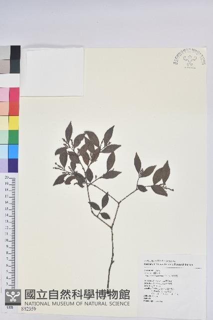 米飯花藏品圖，第1張