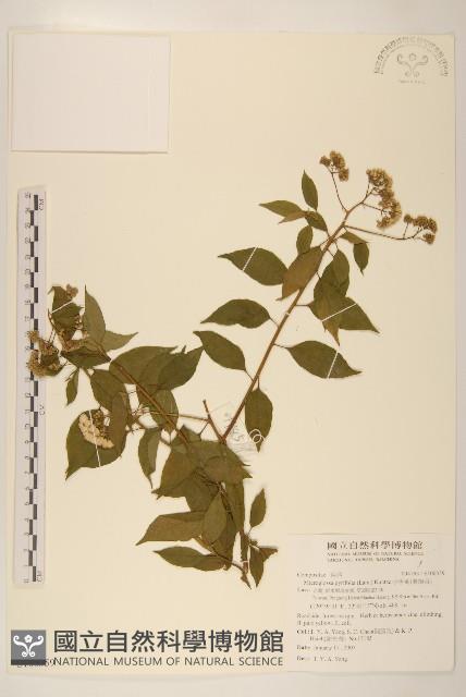 小舌菊、蔓綿菜藏品圖，第1張