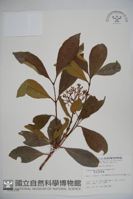 珊瑚樹藏品圖，第1張