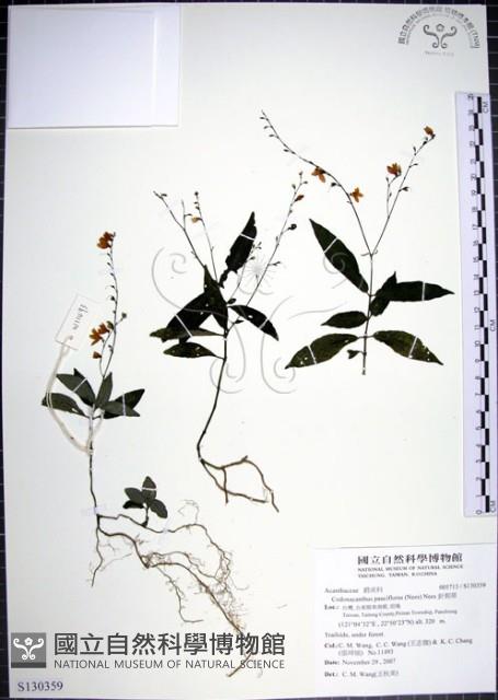 針刺草藏品圖，第1張