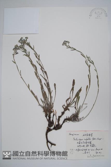 齒緣草藏品圖，第1張