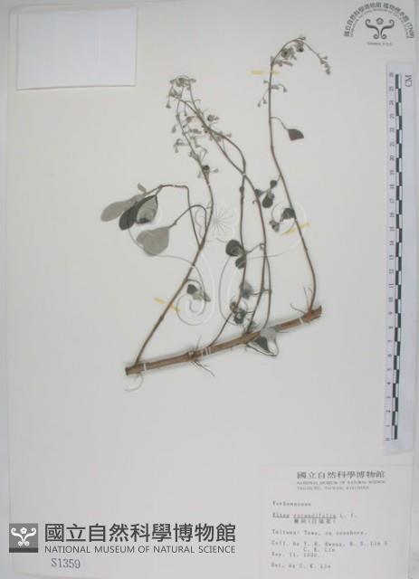 海埔姜藏品圖，第1張