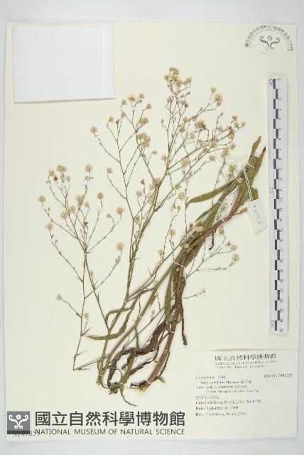 掃帚菊藏品圖，第1張