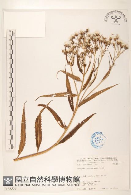 黃菀藏品圖，第1張