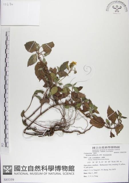 雙花蟛蜞菊藏品圖，第1張