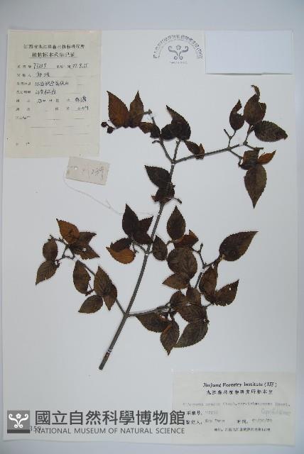 登錄號:S024359藏品圖，第1張