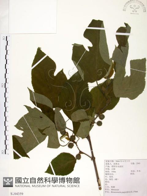 構樹藏品圖，第1張