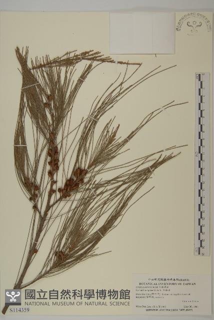 木麻黃藏品圖，第1張