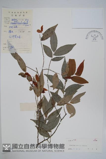 廣西野獨活藏品圖，第1張