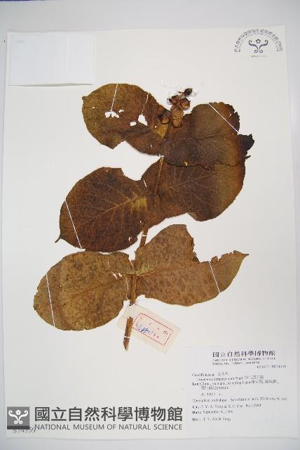 穿心蓮子藨藏品圖，第1張