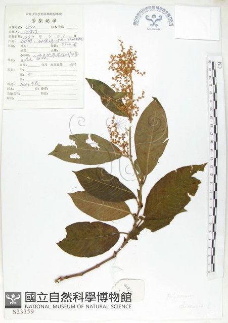 登錄號:S023359藏品圖，第1張