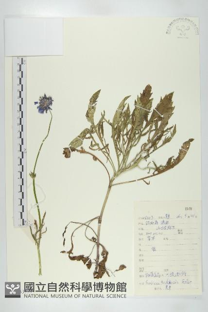 華北藍盆花藏品圖，第1張