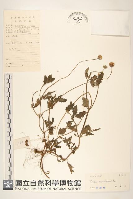 長柄菊藏品圖，第1張