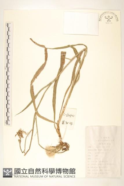 芼管草藏品圖，第1張