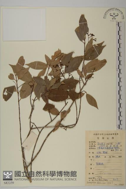 裂果衛矛藏品圖，第1張