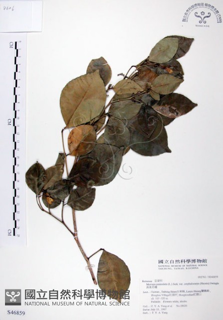 長果月橘藏品圖，第1張