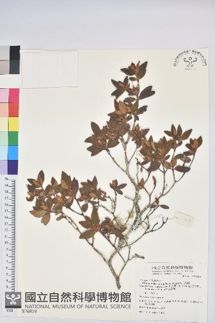 紅毛杜鵑藏品圖，第1張