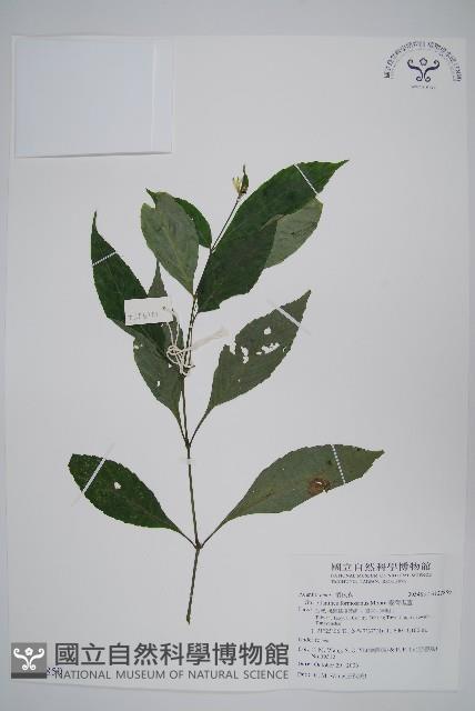 臺灣馬藍藏品圖，第1張