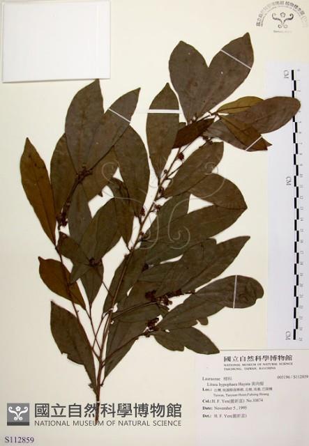 黃肉樹, 小梗木薑子藏品圖，第1張